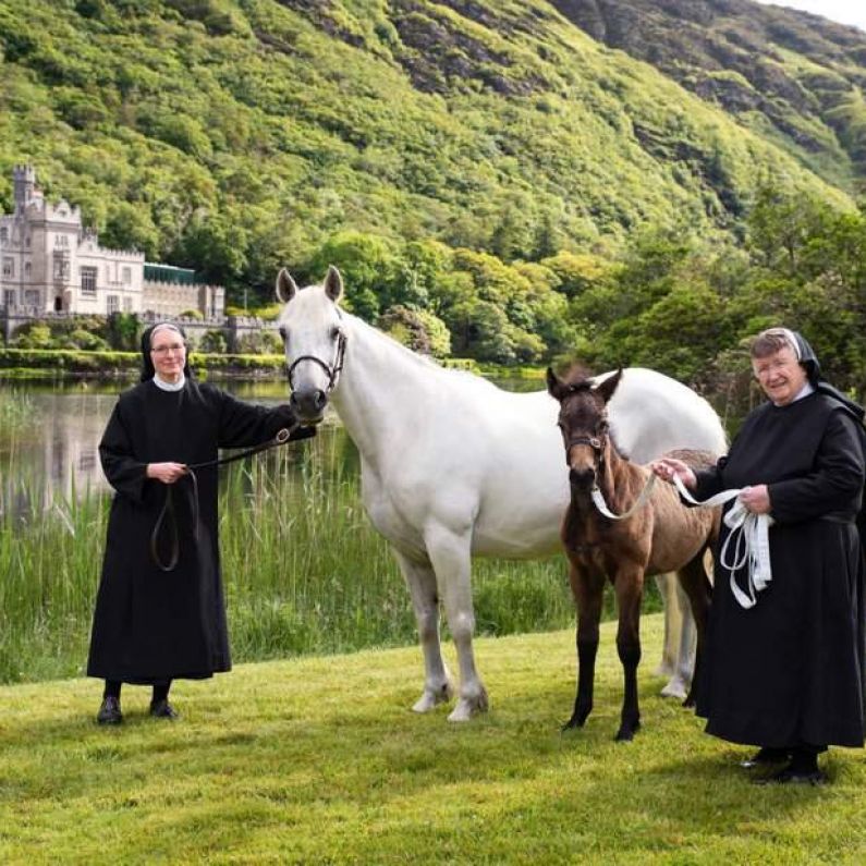 Kylemore Abbey partners with Irish National Stud to showcase Connemara Pony