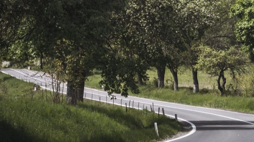 Confusion over responsibility for dangerous overhanging trees on county roads