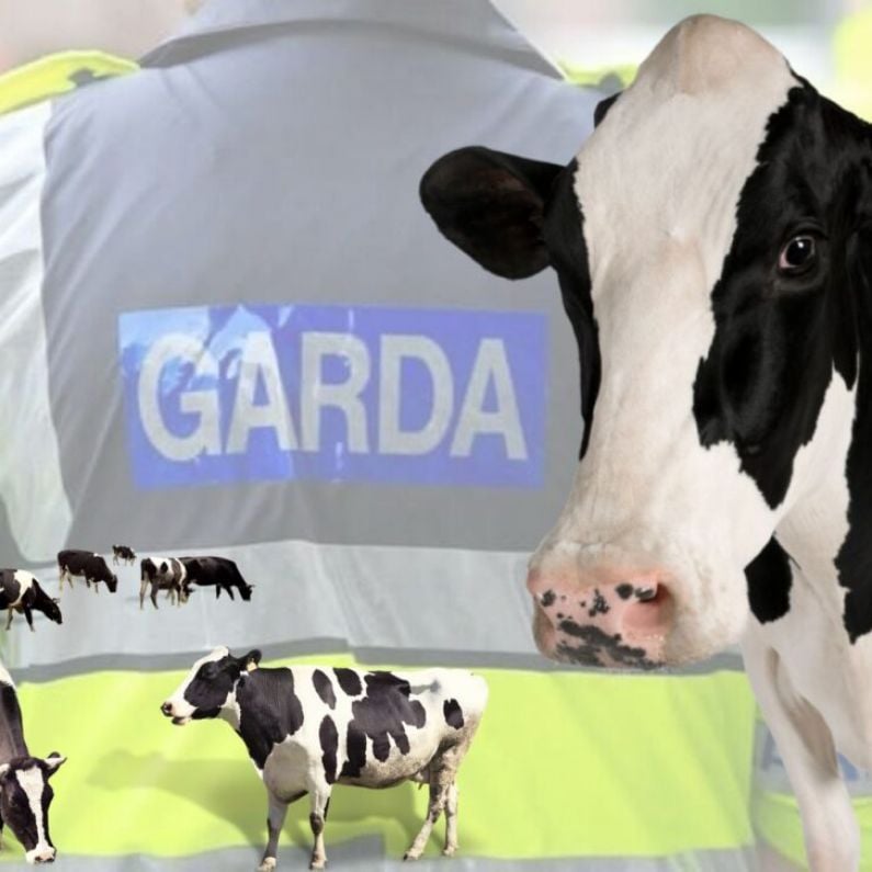 Local dairy farmer bewildered over theft of valuable cattle near Ballinasloe