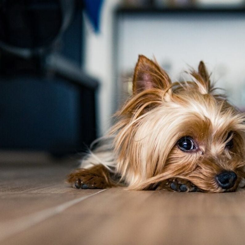 Madra "overwhelmed" with dog surrender requests