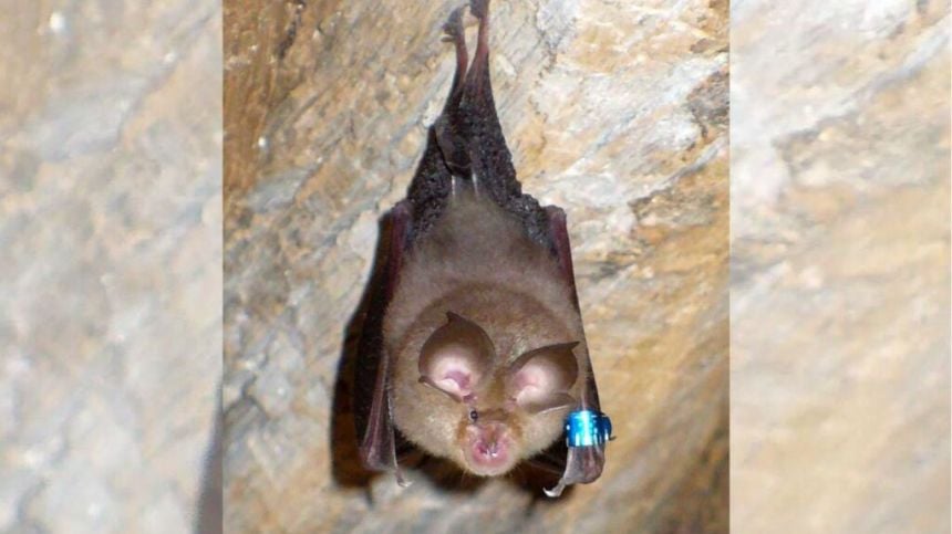 Government publishes new action plan on bat species commonly found in West