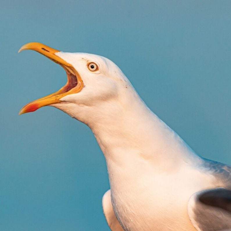 City Council considering new "anti-gull" bags to combat seagulls