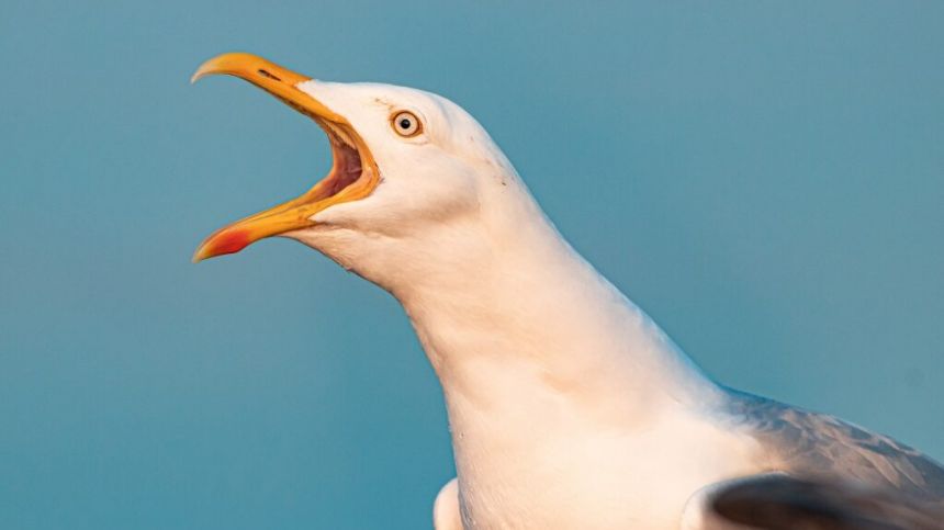 City Council considering new "anti-gull" bags to combat seagulls