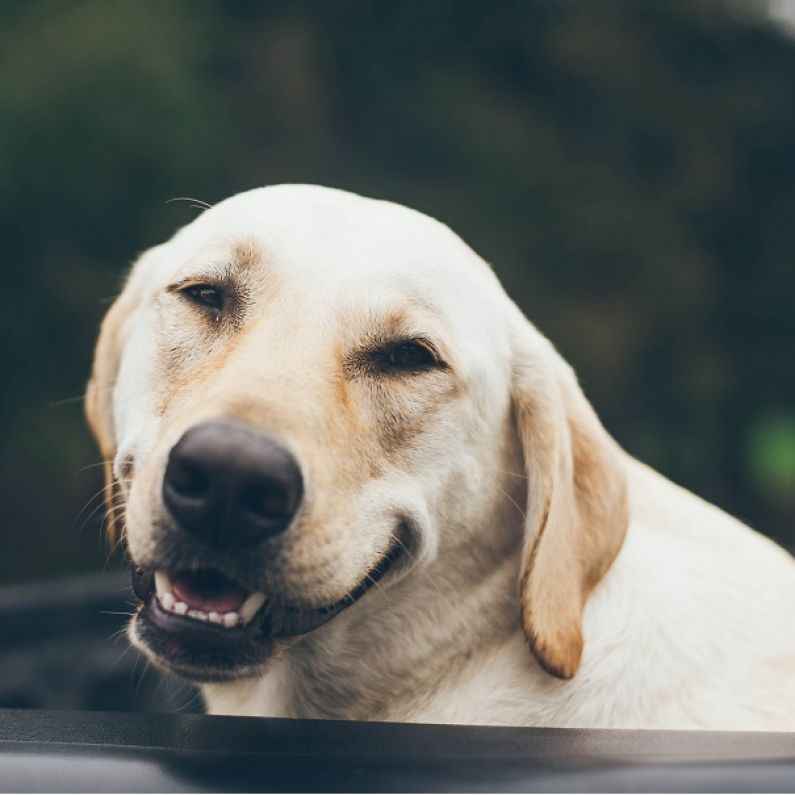 Just two fines for dog fouling issued across Galway last year