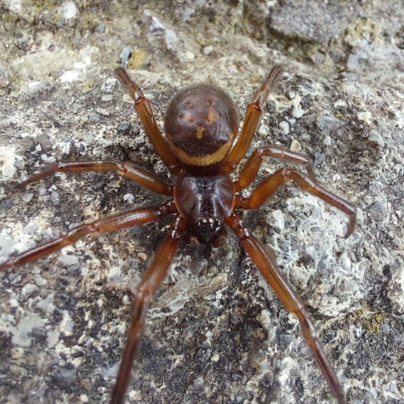 NUI Galway research finds false black widow spider 230 times more poisonous