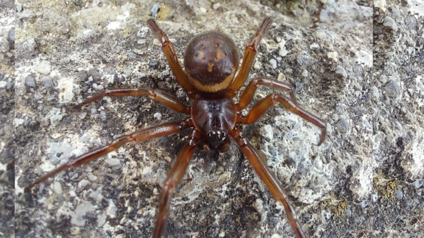 NUI Galway research finds false black widow spider 230 times more poisonous