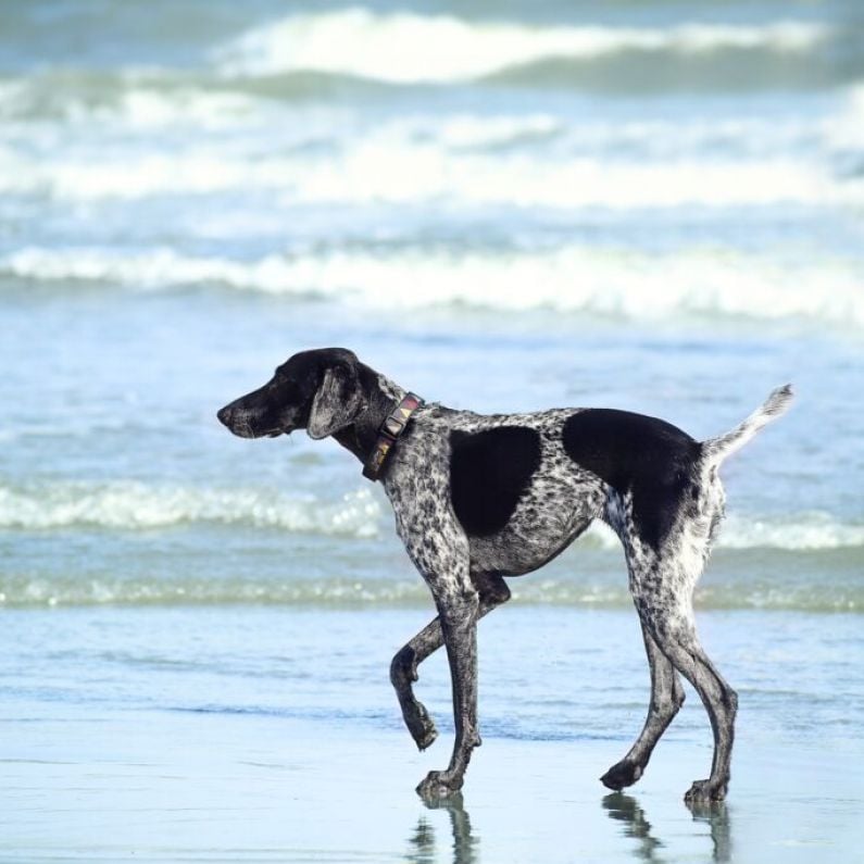 Galway public react to proposals to ban dogs from beaches at certain times