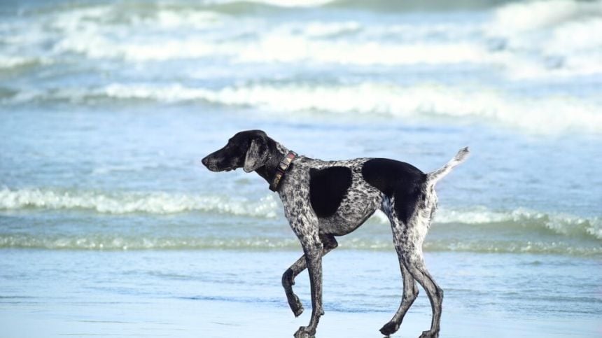 Galway public react to proposals to ban dogs from beaches at certain times