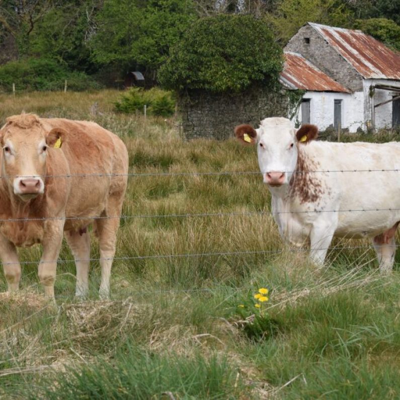 Galway farmers urged to attend national meeting seeking fair beef prices