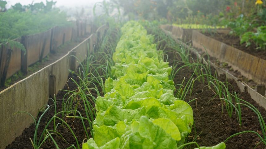 Anger over vandalism at Tuam Community Allotments