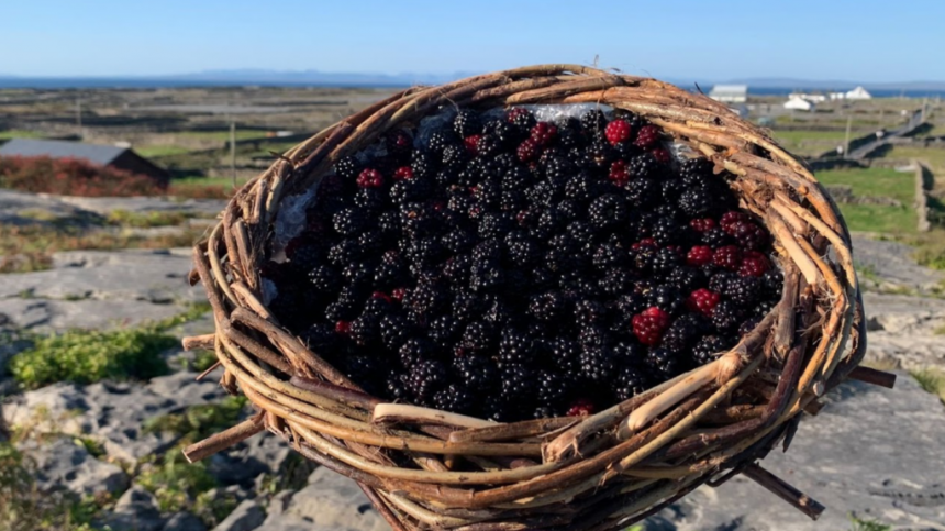 Inis Meáin to host unique blackberry festival this weekend