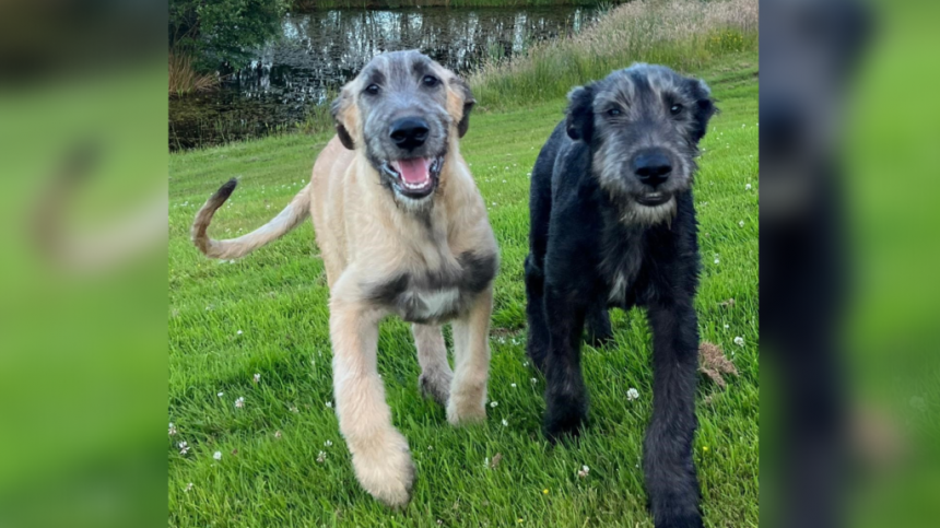 Ashford Castle welcomes two Irish Wolfhound pups