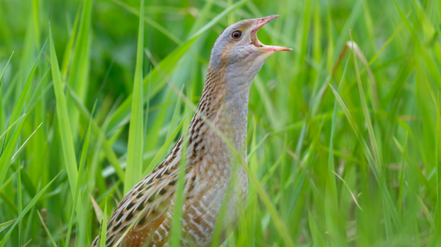 23 Corncrakes spotted in Galway this year