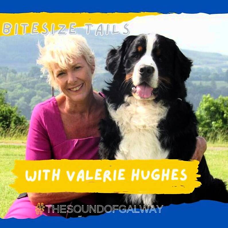 PODCAST: Bitesize Tails with Valerie Hughes - EP2