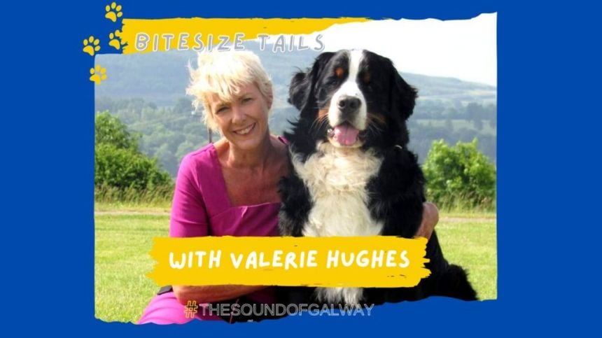 PODCAST: Bitesize Tails with Valerie Hughes - EP2