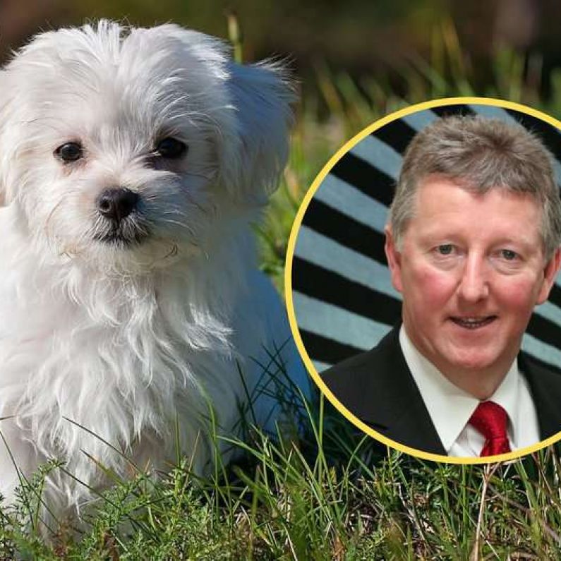 Sean Canney says new tougher laws for pet theft making good progress