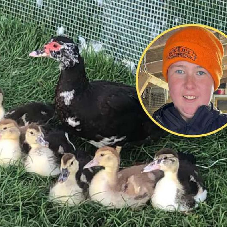 Young Corrandulla farmer left shocked after "pride and joy" livestock stolen