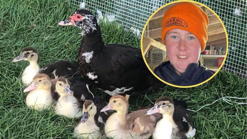 Young Corrandulla farmer left shocked after "pride and joy" livestock stolen