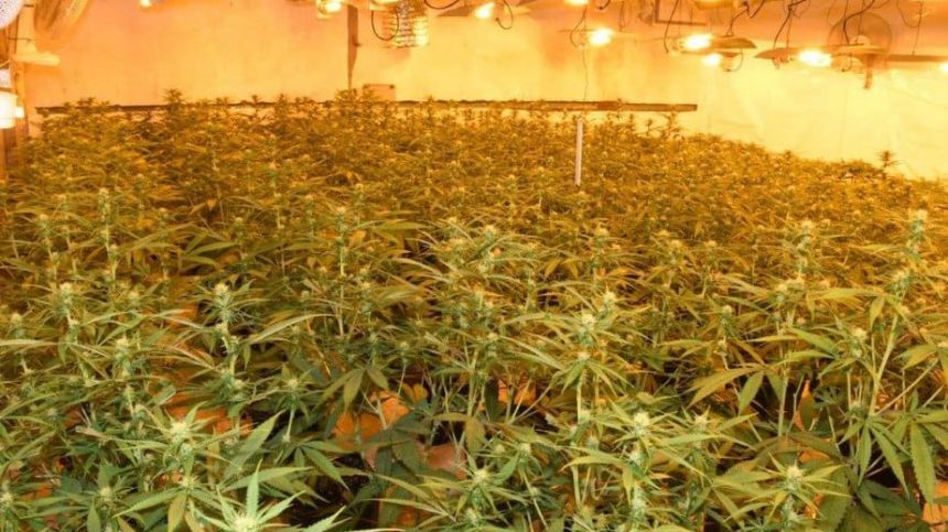 Three arrested after seizure of almost €1m of cannabis in Kilcolgan