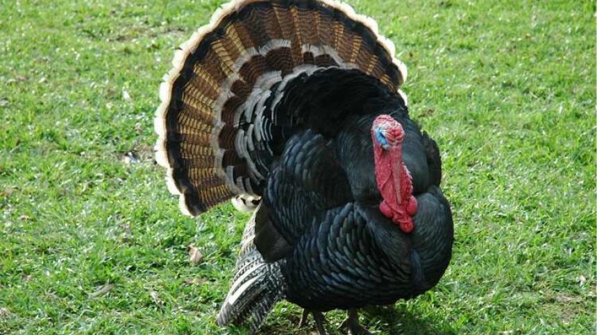 Turkeys and ducks among livestock stolen from Corrandulla farm