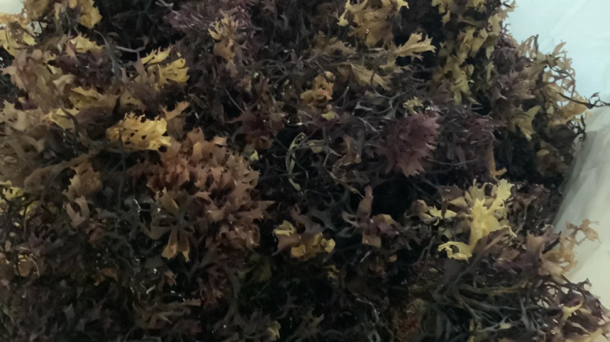 Major Carrageen Moss project planned for West Connemara.