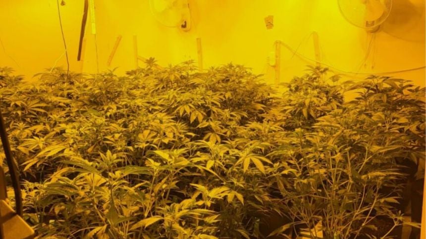 Three arrested after Gardaí discover two cannabis grow houses in New Inn and Creggs areas