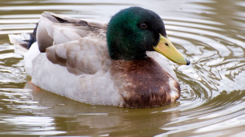 Approval for habitat restoration works along Nanny River in Tuam