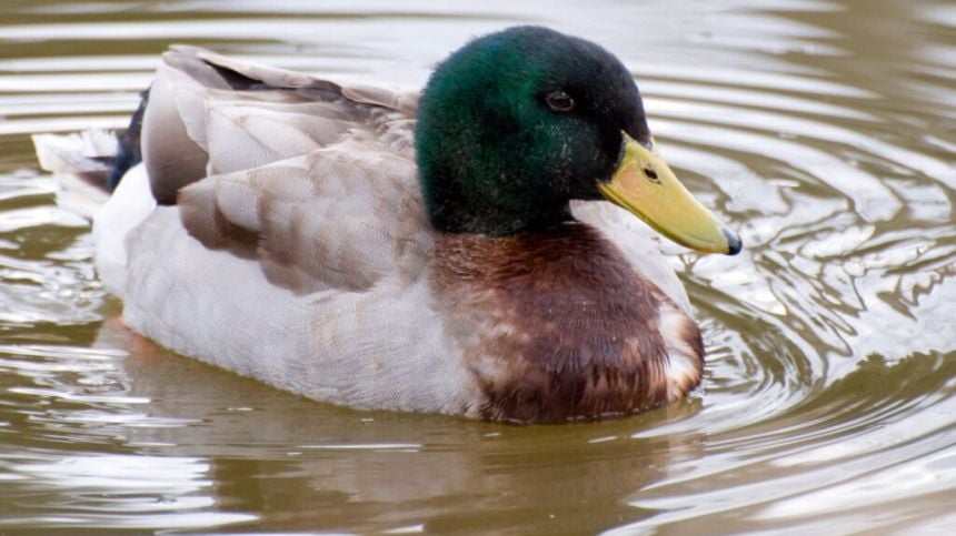 Plans for habitat restoration works along Nanny River in Tuam