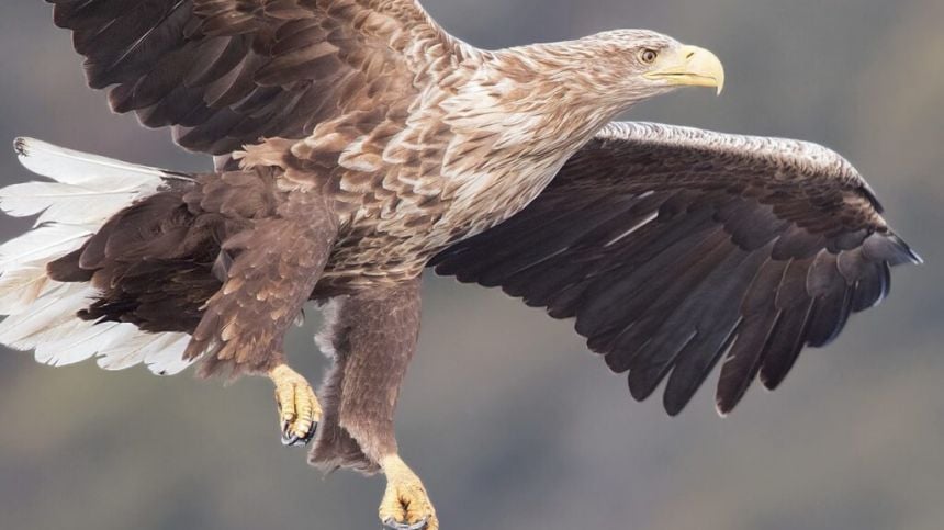 Galway Senator condemns killing of white tailed eagle in Roscommon.