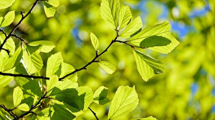 Volunteers required as 500 trees set to be planted in Glenamaddy today