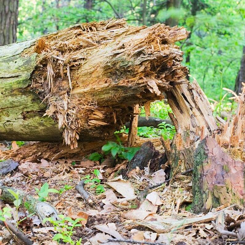 Connacht worst affected area for forestry damage after recent storms