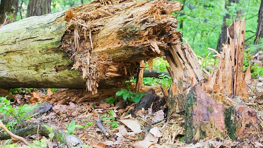 Connacht worst affected area for forestry damage after recent storms