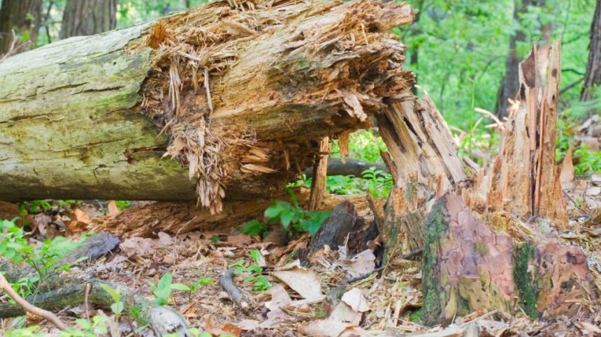 Plea for Galway public not to attempt to move fallen trees off roads