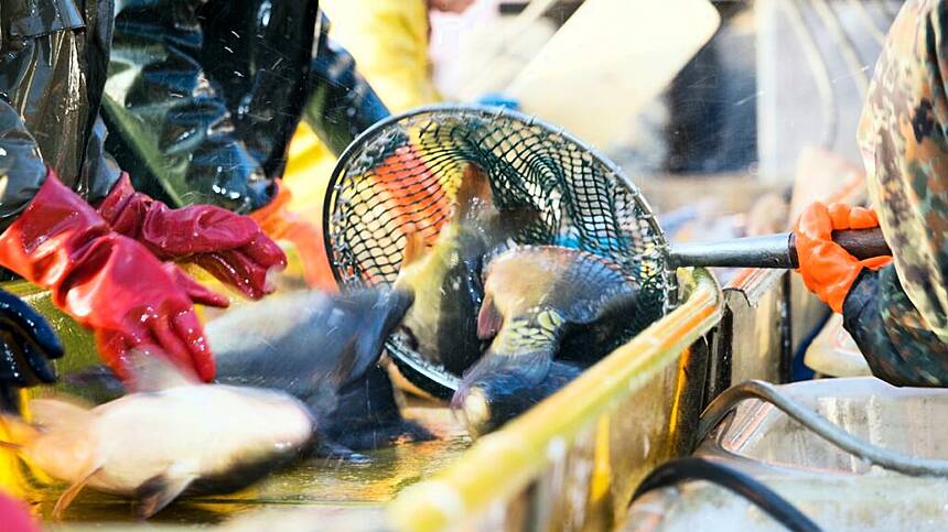 Mixed results for fish landings across Connemara