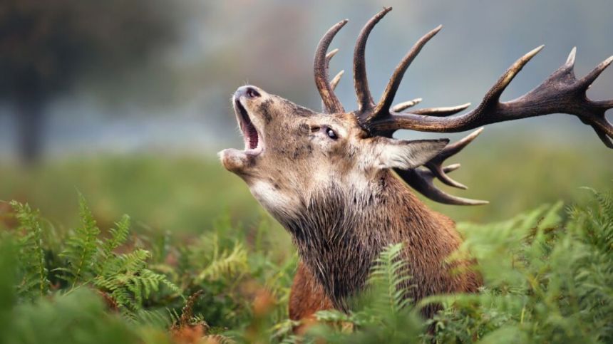 Calls for increased culling of deer in Portumna and surrounding areas