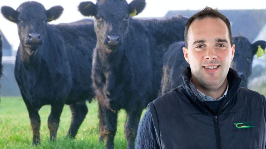 Galway City Council to hold public information event on cow biodiversity project