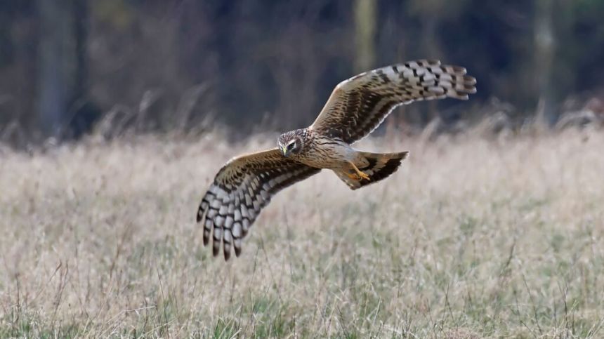 Population of Hen Harriers declining in Slieve Aughty Mountains in Galway