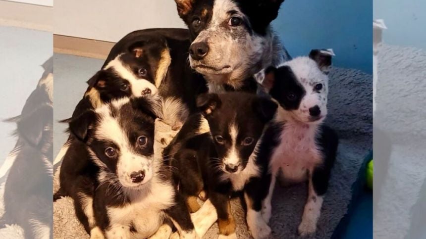 MADRA warns of unwanted dog crisis among collies