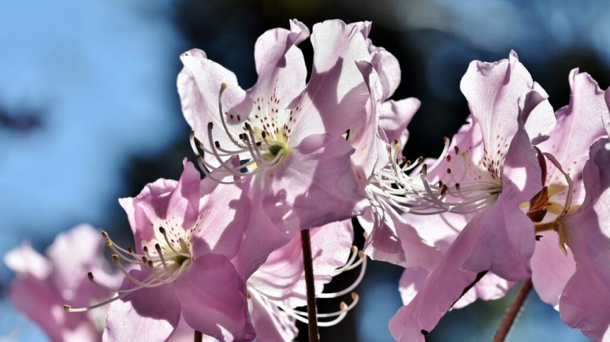 Newly trained team in Connemara to control the spread of rhododendron