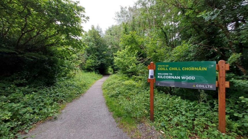 Coillte to carry out forest biodiversity improvement works at Kilcornan Wood