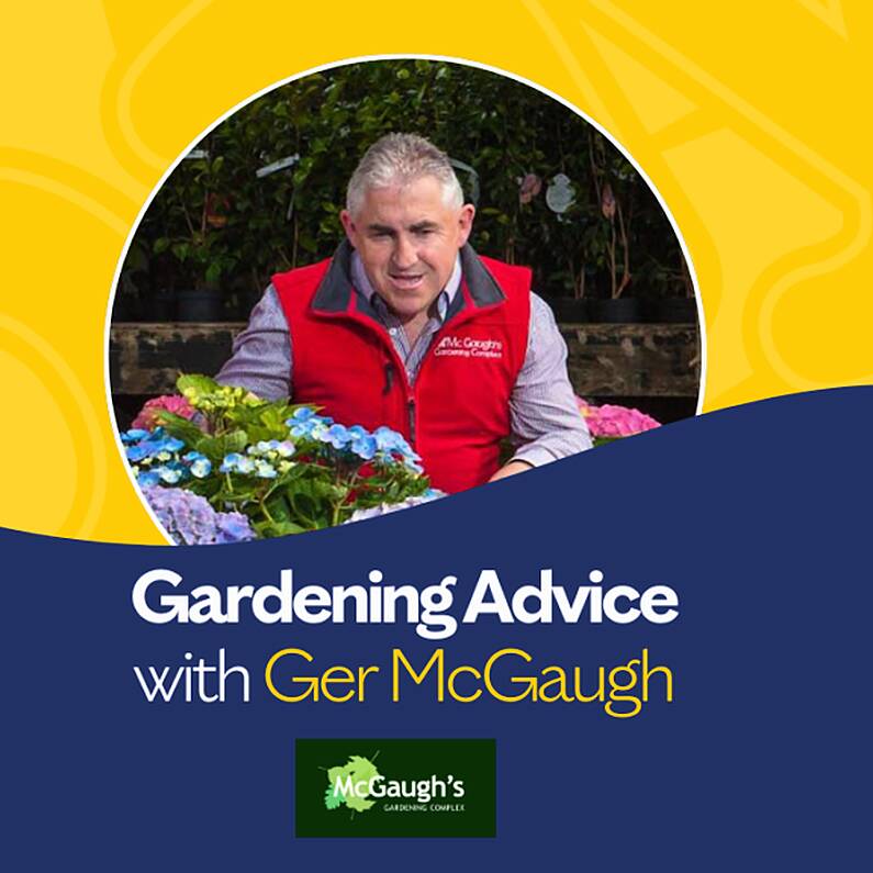 Gardening Advice with Ger McGaugh