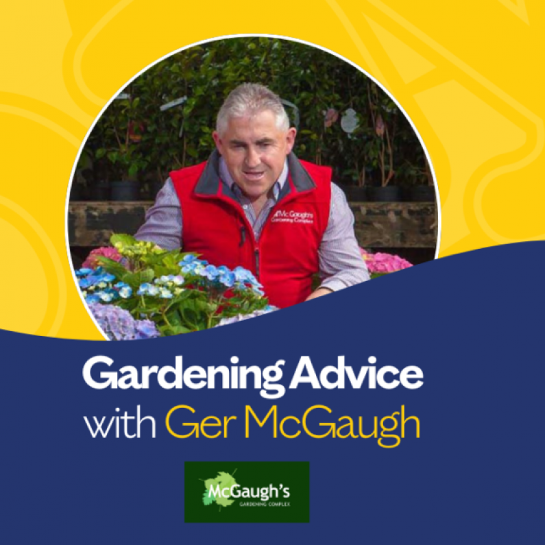 Gardening Advice with McGaugh's Gardening Complex