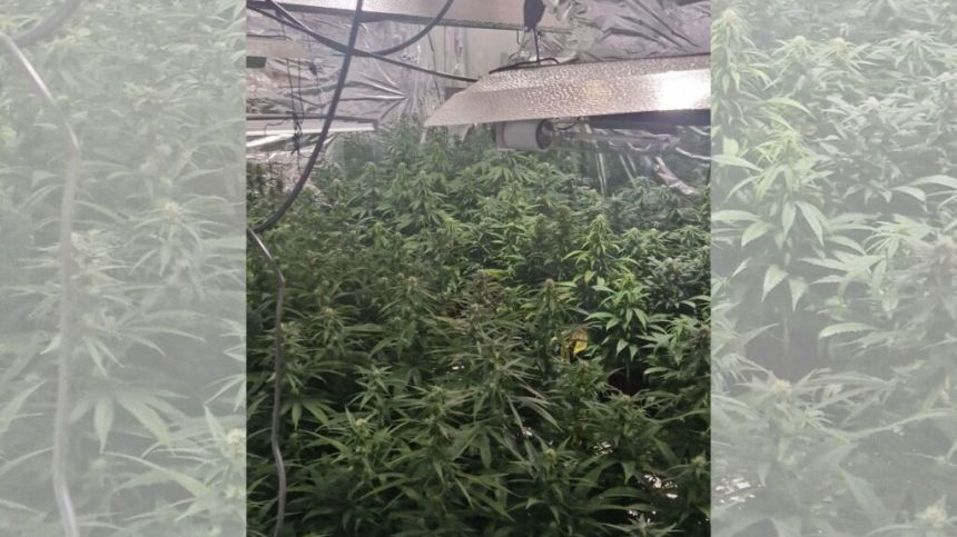 Close to a million euro worth of cannabis seized in Galway city