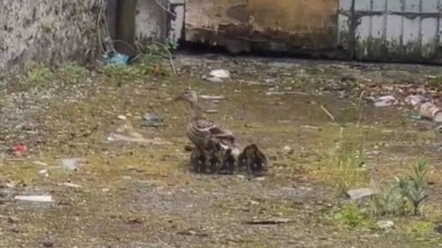 Lost family of ducks stranded in city returned to water at Glenlo Abbey