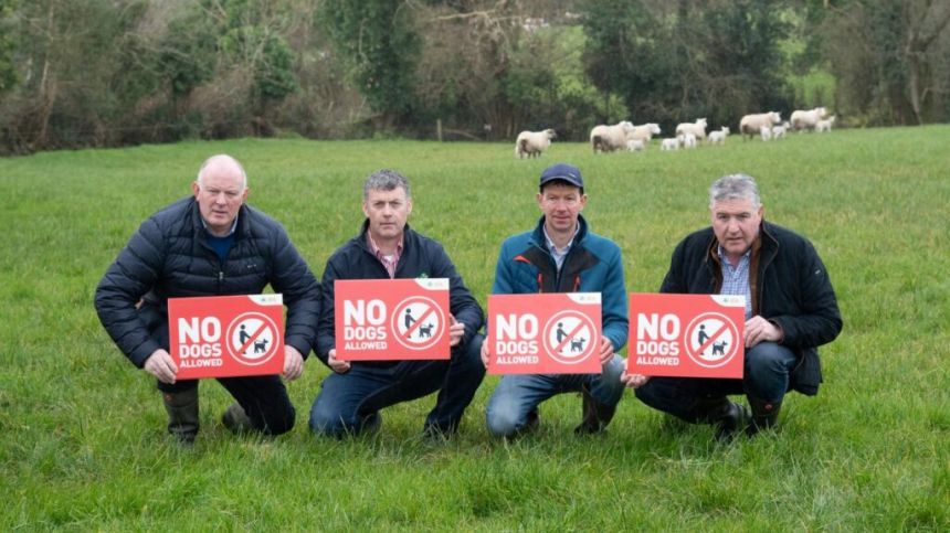 Galway IFA chair says dog attacks on livestock ongoing and serious problem