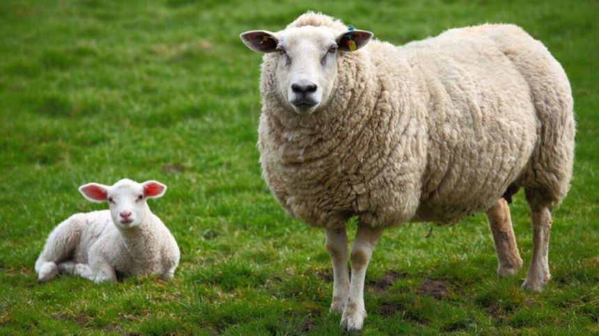 East Galway Farm Walk to promote native sheep farming