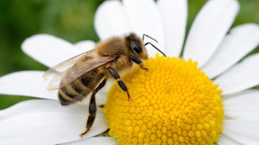 First Wild Bee Festival coming to Galway this weekend