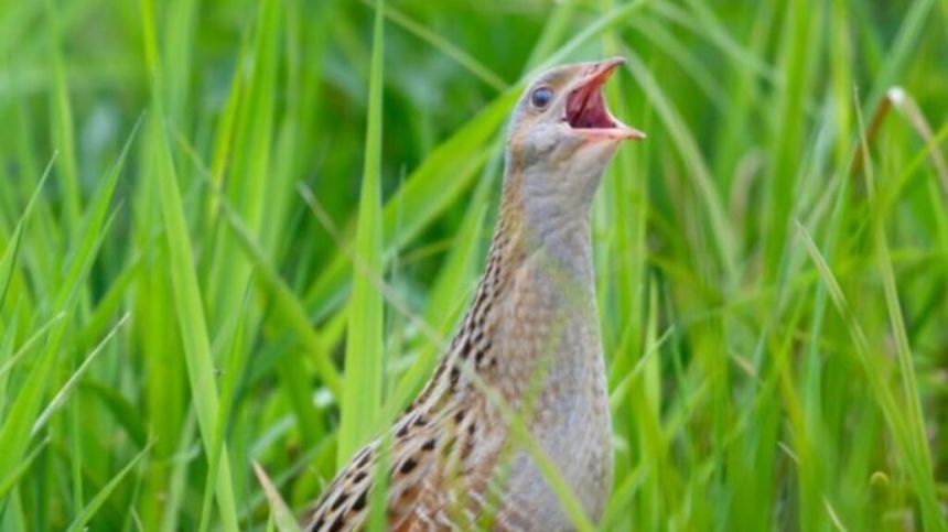 Efforts to boost endangered Corncrake population in West beginning to pay off