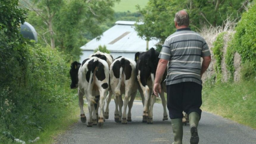 IFA Galway Chair says difficulties facing farmers particularly poignant this year