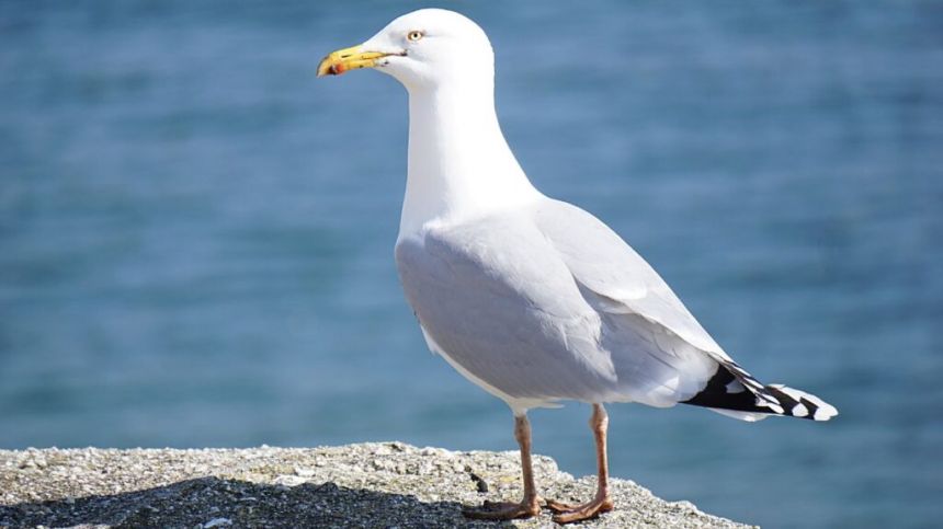 Claim seagulls not bothering to fly in Galway Bay due to abundance of food in city centre